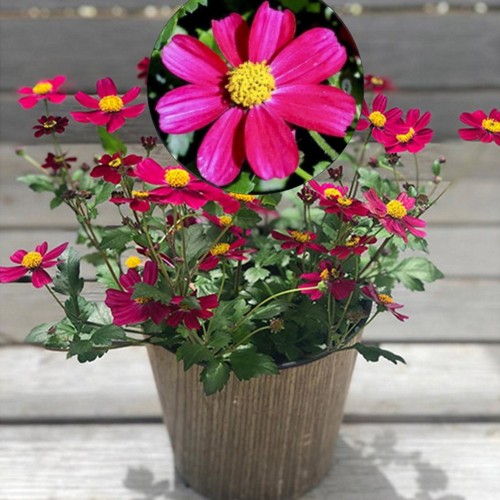 Bidens ferulifolia 'Crimson Corsar' - Feerulalehine ruse 'Crimson Corsar' P9/0,55L